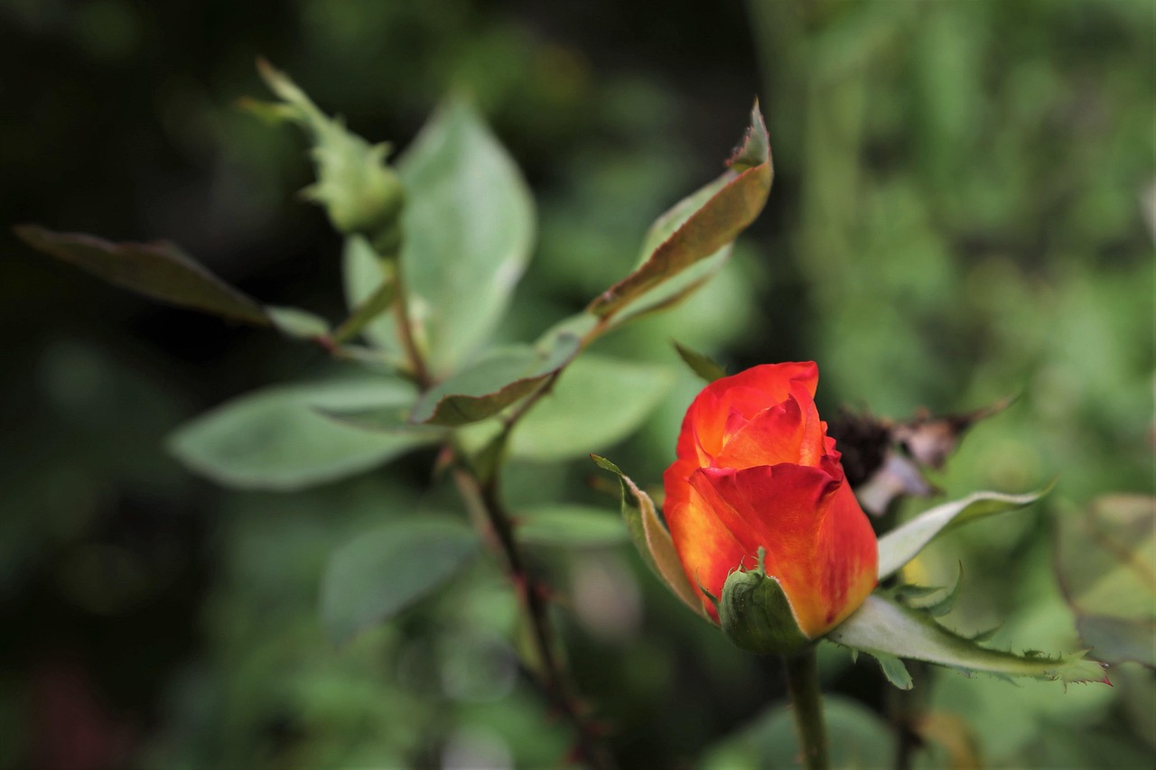 Alinka Rose Flower Bud Ornamental - Free photo on Pixabay - Pixabay