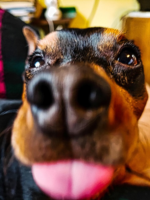 Free Dog Tongue photo and picture