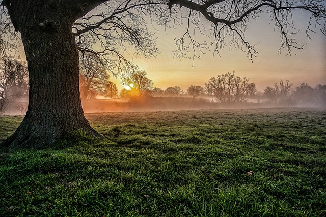 Natur, Baum, Sonnenaufgang, Landschaft