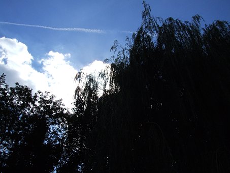 Free Sky Trees photo and picture