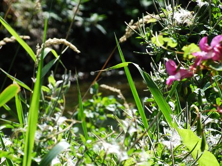 Free Water Nature photo and picture