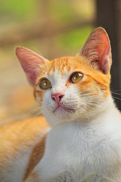Free Cat Nature photo and picture