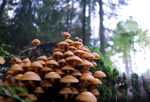 Free Mushrooms Undergrowth photo and picture
