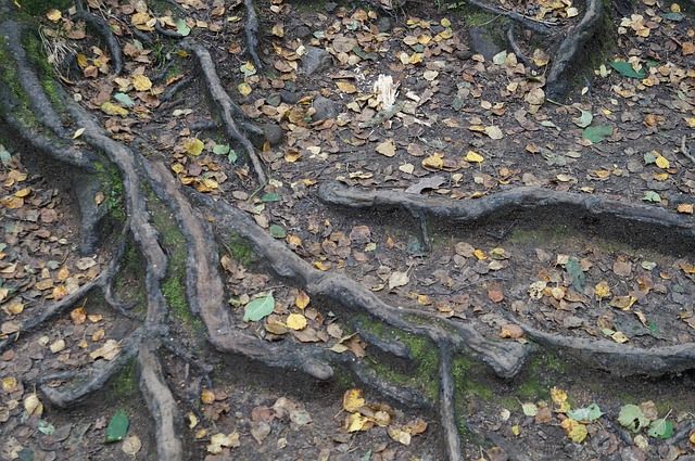 Free Roots Tree photo and picture