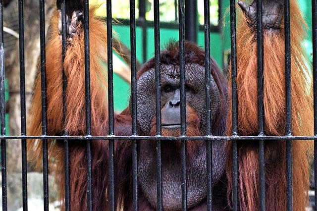 Orangutan Maymun Primat Hayvanat Pixabay'de ücretsiz fotoğraf Pixabay