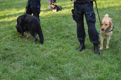 Free Police Dog photo and picture