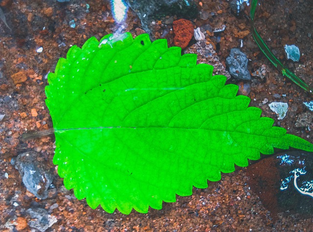 Free Leaf Hd Wallpaper photo and picture