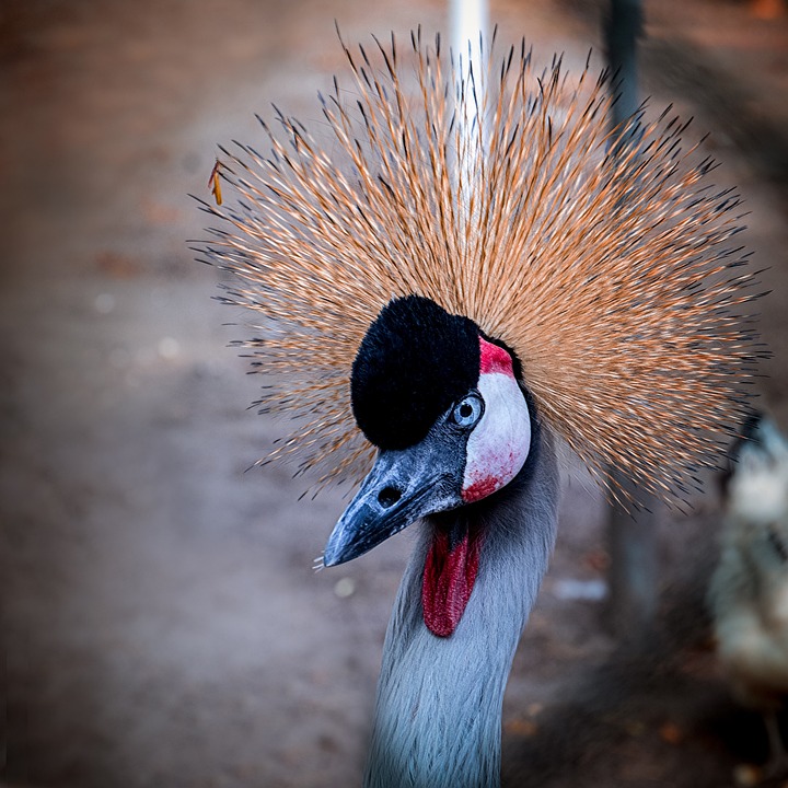 Big Bird Animals Nature Free photo on Pixabay Pixabay