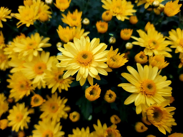 Free Flowers Bouquet photo and picture