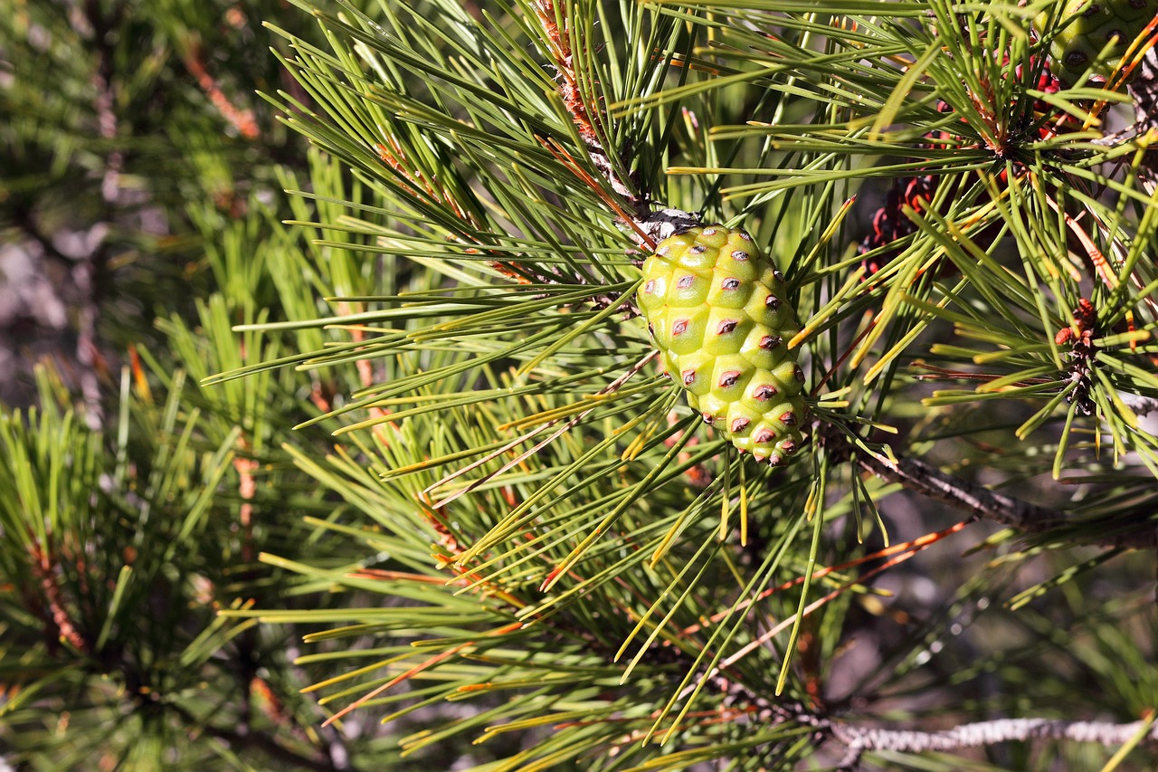Piña Sucursales Sale De - Foto gratis en Pixabay - Pixabay