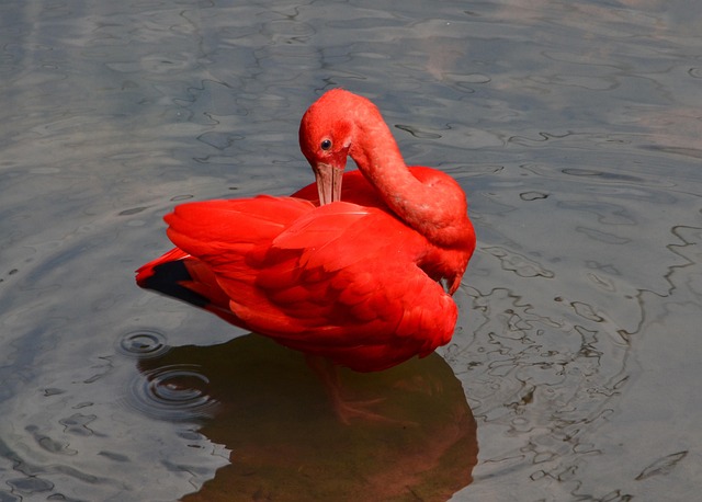 Lago, Pájaro, Flamenco, Ave Zancuda