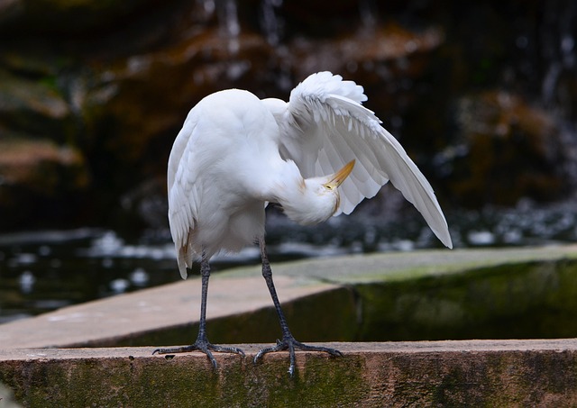 Pájaro, Pico, Plumas, Plumaje, Animal