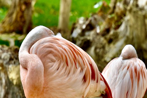 Flamingo, Vogel, Gefieder, Natur