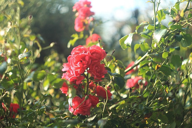 Free Flower Rose photo and picture