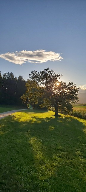 Efterår, Træ, Skyggen, Landskab, Løb