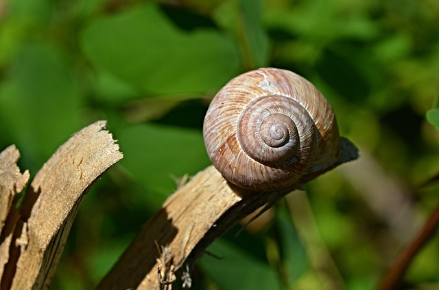Free Snail Shell photo and picture