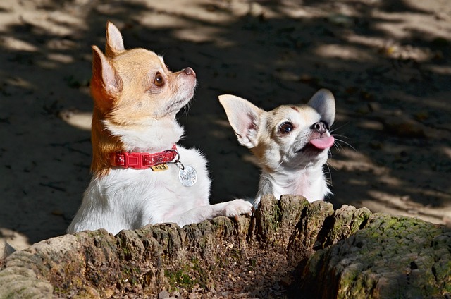 Free Chihuahua Dogs photo and picture