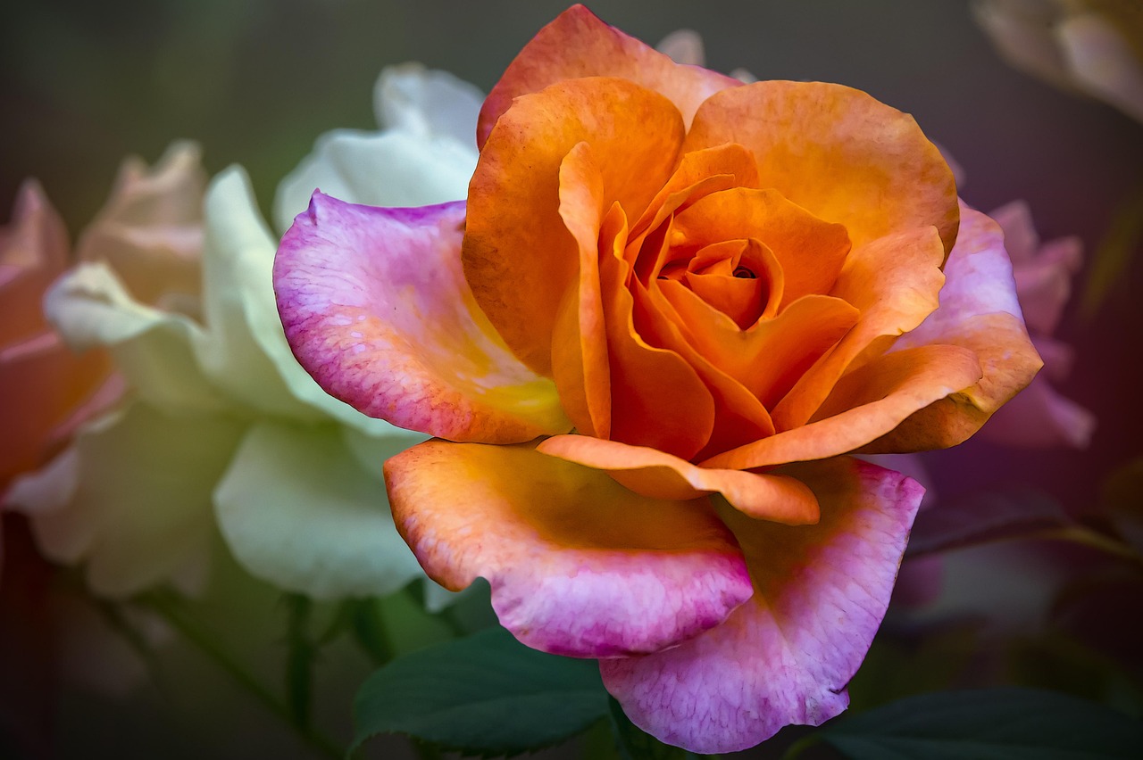 Nature Fleur Rose - Photo gratuite sur Pixabay - Pixabay