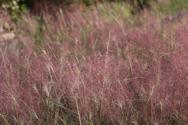 Tráva, Muhly, Růžové Muhly