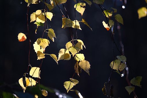 Free Autumn Birch photo and picture