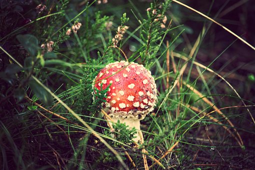 Free Red Toadstool Mushroom photo and picture