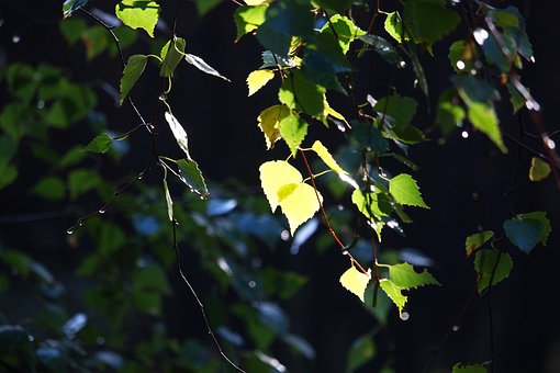 Free Nature Leaves photo and picture