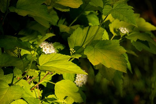 Free Viburnum Flower photo and picture