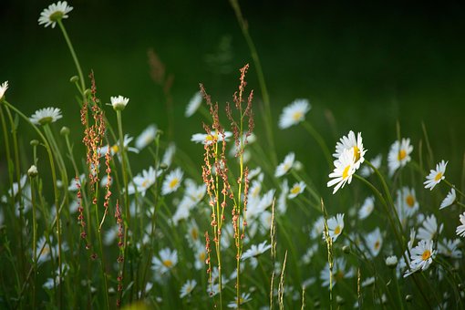 Free Meadow Garden photo and picture