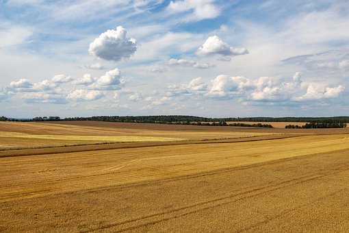Free Field Grass photo and picture