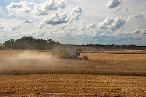 Free Field Grass photo and picture