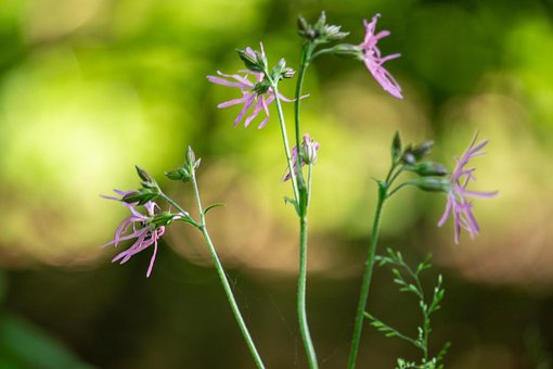 Free Summer Flower photo and picture