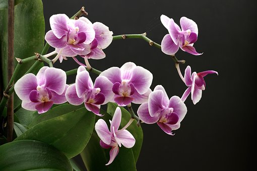 Natuur, Bloemen, Orchideeën