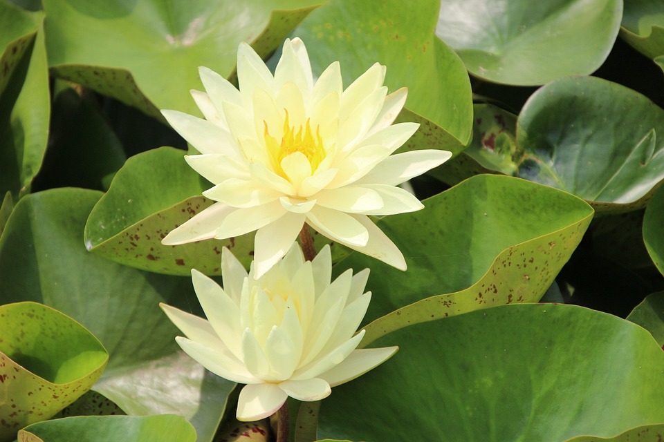 花 花びら 葉っぱ Pixabayの無料写真