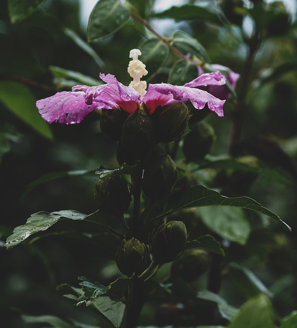 Free Flower Petals photo and picture