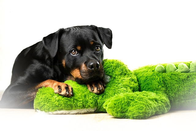 Free Dog Rottweiler photo and picture