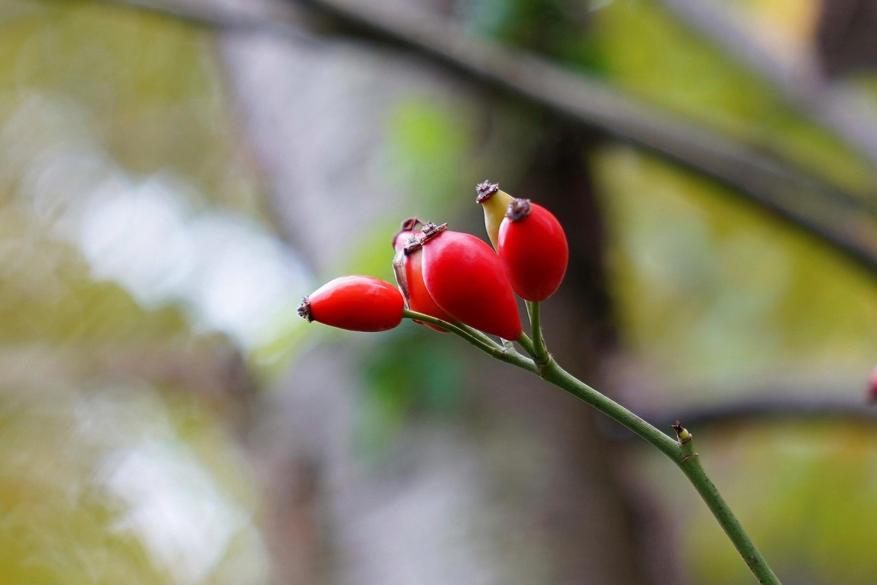 Natur Pflanze Früchte Süße - Kostenloses Foto auf Pixabay - Pixabay