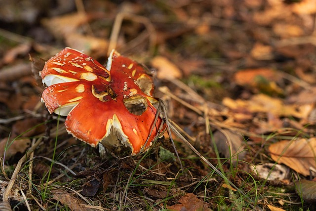 Free Mushroom Red Mushroom photo and picture