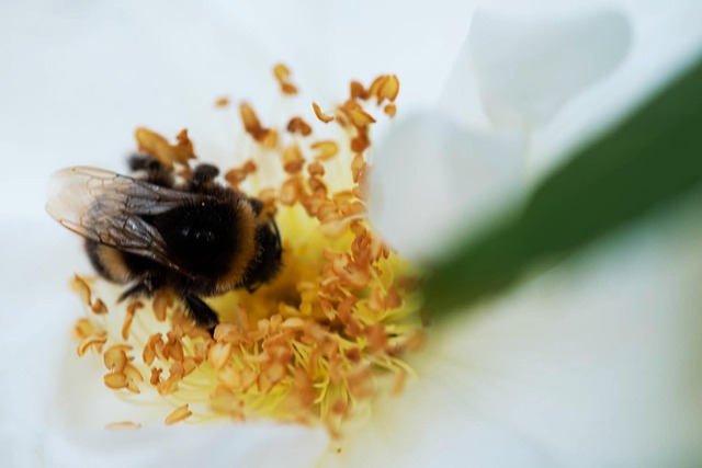 Free Bee Bumble Bee photo and picture
