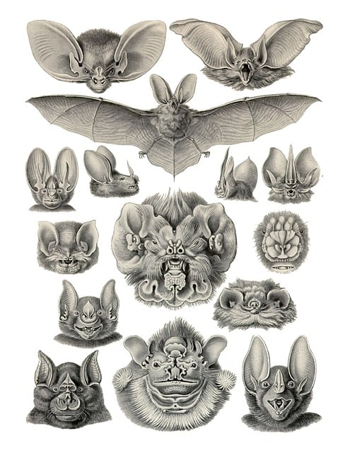 Schläger, Ernst Haeckel Fledermäuse