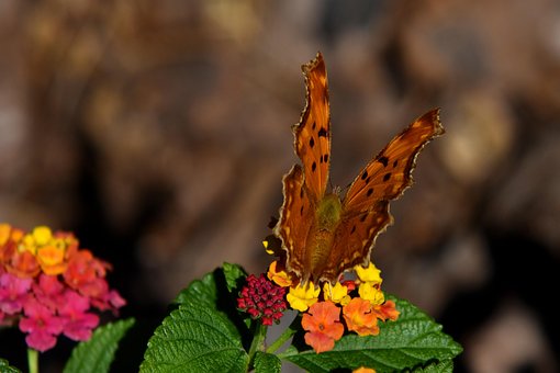 Butterfly, Flowers, Pollination