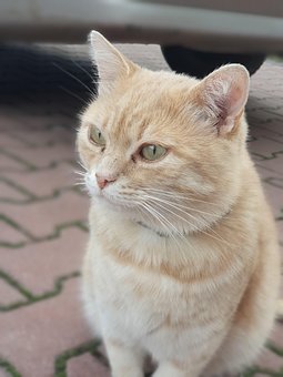 Free Cat Pet photo and picture
