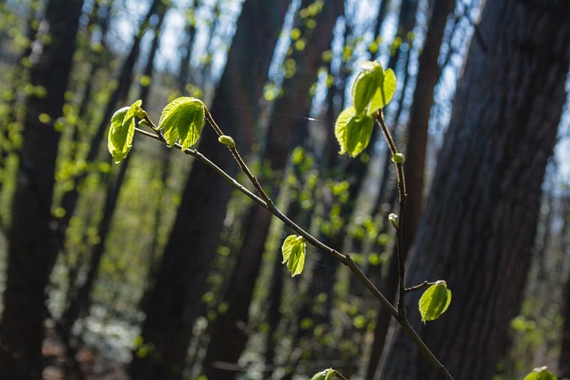 Free Blossom Spring photo and picture