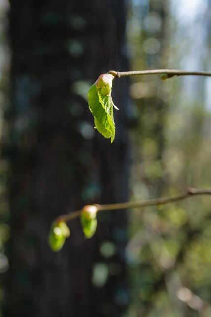 Free Blossom Spring photo and picture