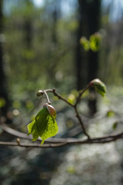 Free Blossom Spring photo and picture