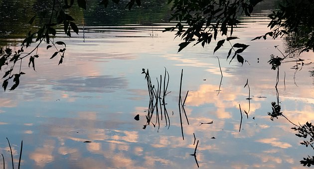 Panorama, Natureza, Planta, Relva, Manhã