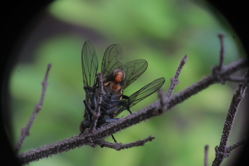 Insecte La Nature Peste - Photo gratuite sur Pixabay - Pixabay