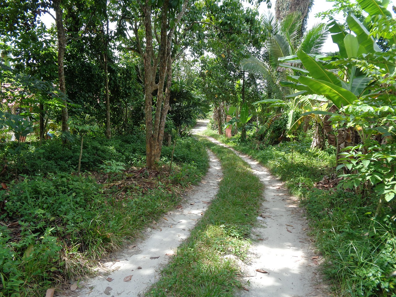 Hijau Hutan Rumput Di Luar - Foto gratis di Pixabay - Pixabay