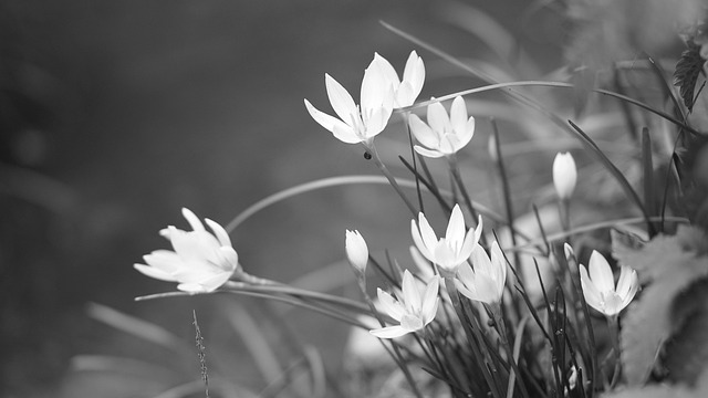 Blomster, Blomst Tapet, Kronblade