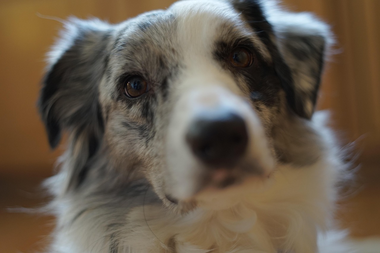 Dog Breed Australian Shepard - Free photo on Pixabay - Pixabay