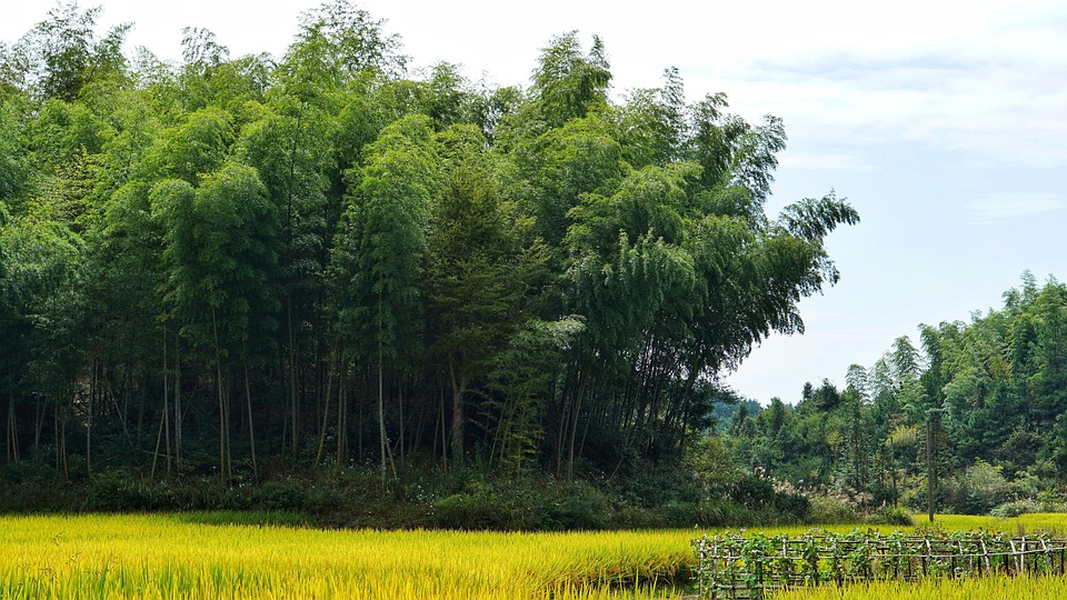 竹树 树木 竹林 - Pixabay上的免费照片 - Pixabay